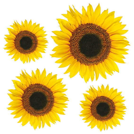 54106_adesivo-murale-girasoli_2