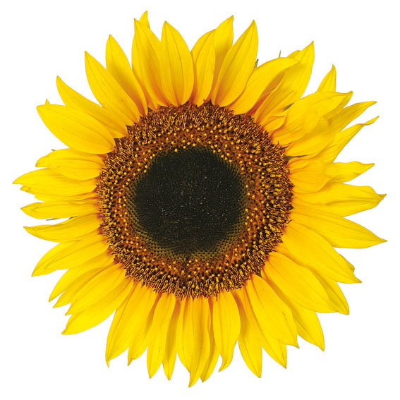 54106_adesivo-murale-girasoli_3