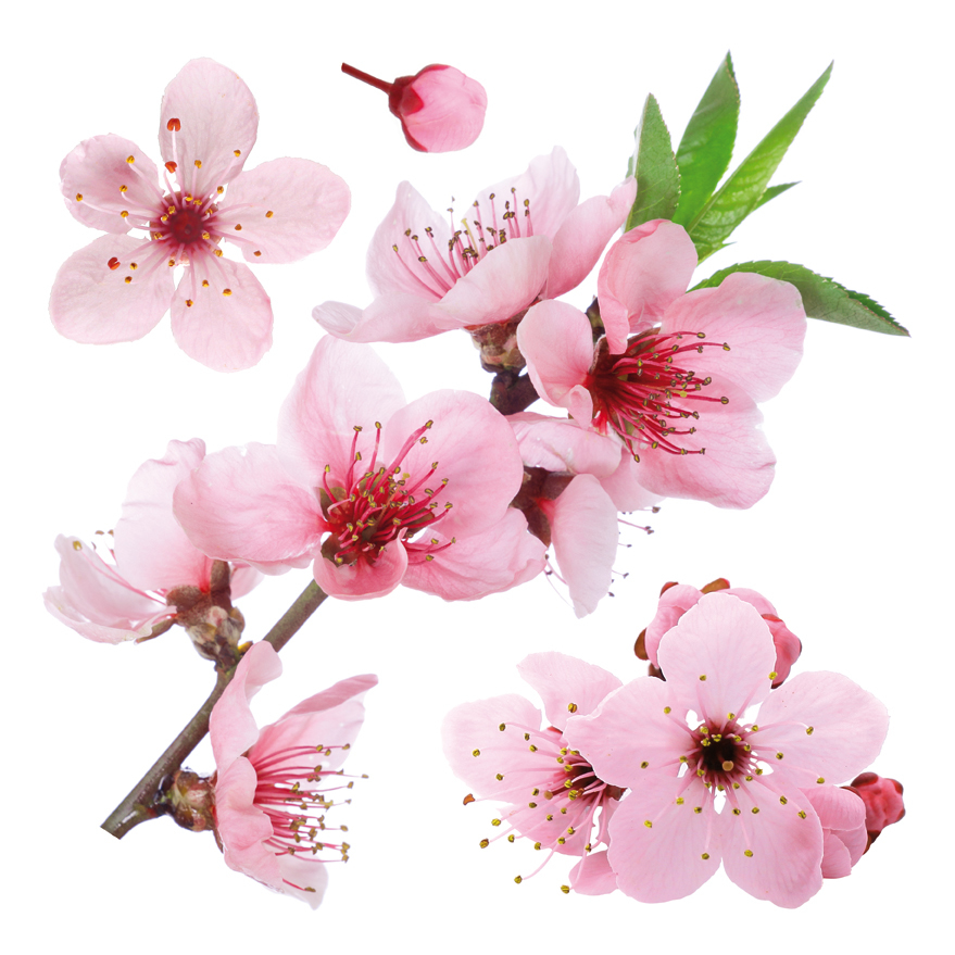 54327_adesivo-murale-ciliegio-in-fiore_2
