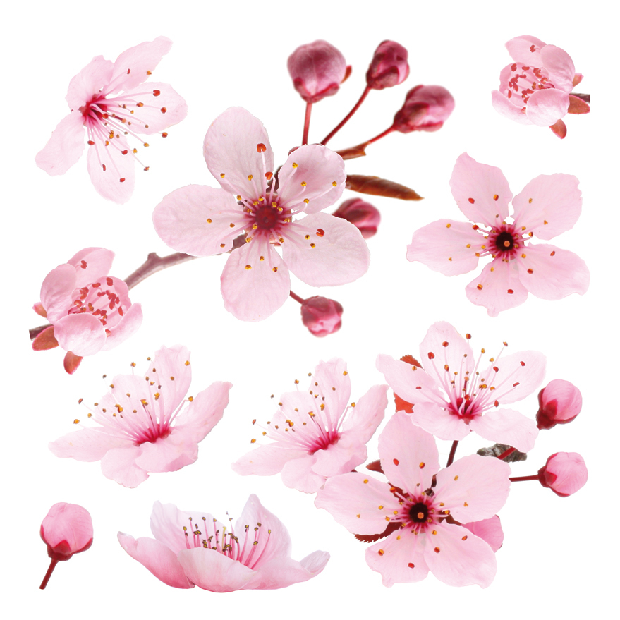 54327_adesivo-murale-ciliegio-in-fiore_3