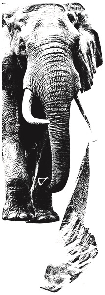 81141_adesivo-murale-elephant_2